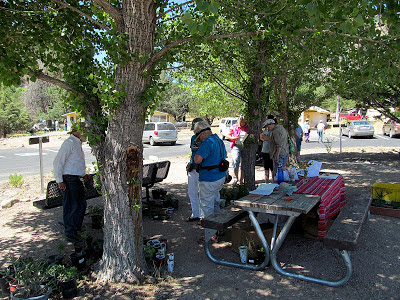 friends of cave creek canyon plant sales