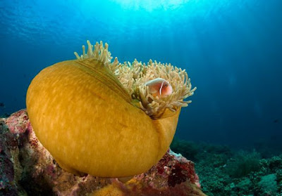Wisata Taman Laut Bunaken -Syurga Menyelam Terbaik Di Dunia