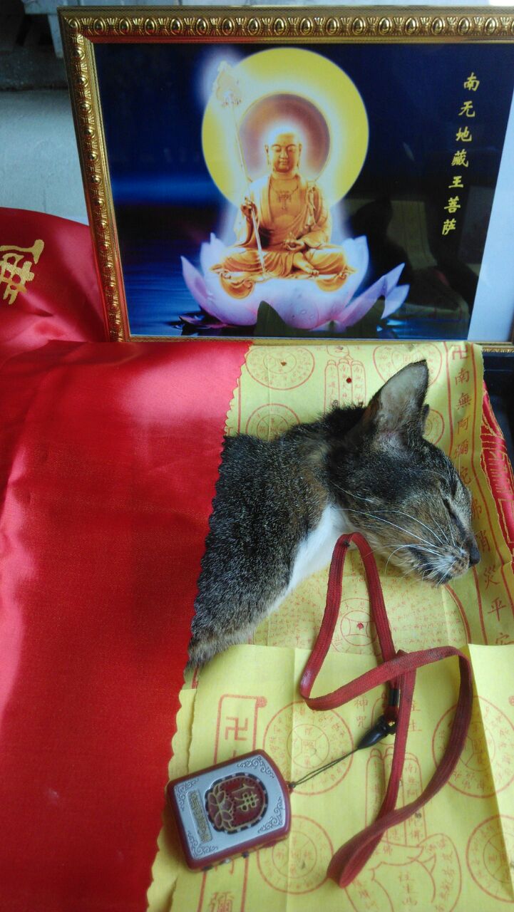 Pets In Peace Malaysia Pets Cremation Services Bao Bao Passed On 24 March 2017 Pets Memorial Cremation Funeral