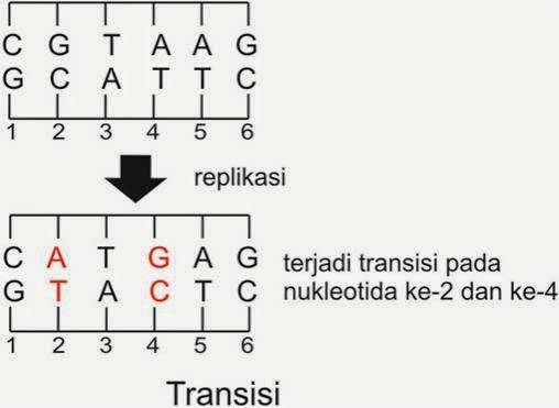 Transisi Pattern douzes science deux: Indikator 35: Peristiwa Mutasi