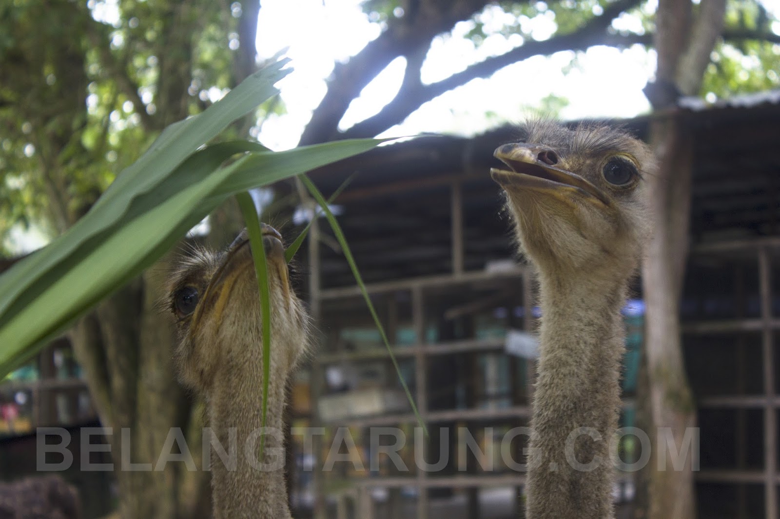 Pengalaman Bersama Burung Unta Di Pd Ostrich Show Farm Travel