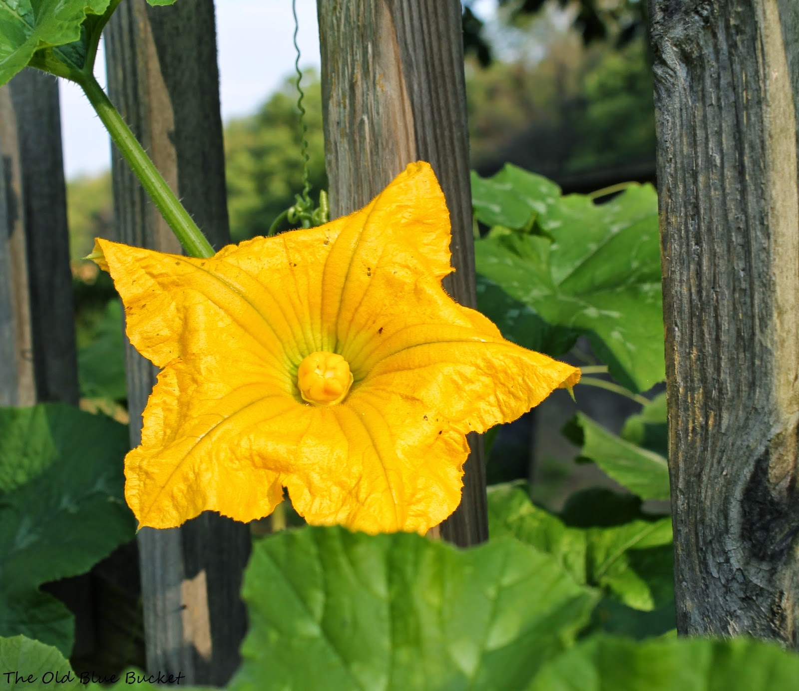 The Old Blue Bucket Gourd Harvest