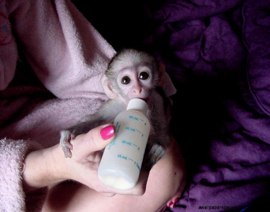 Baby Pet Monkeys