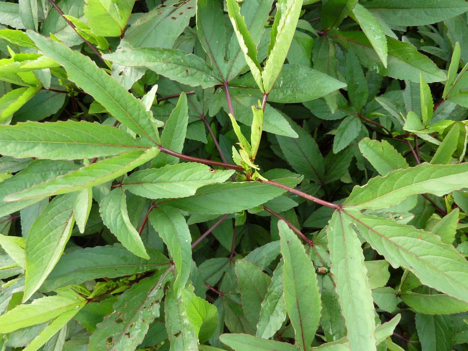 three-lobed Roselle leaves