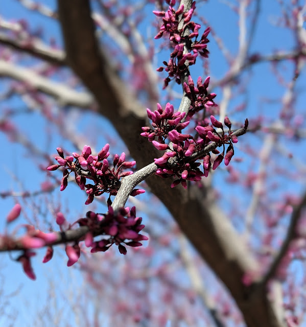purple spring blossoms
