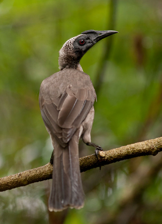 Weedon's World of Nature Damp Queensland birds