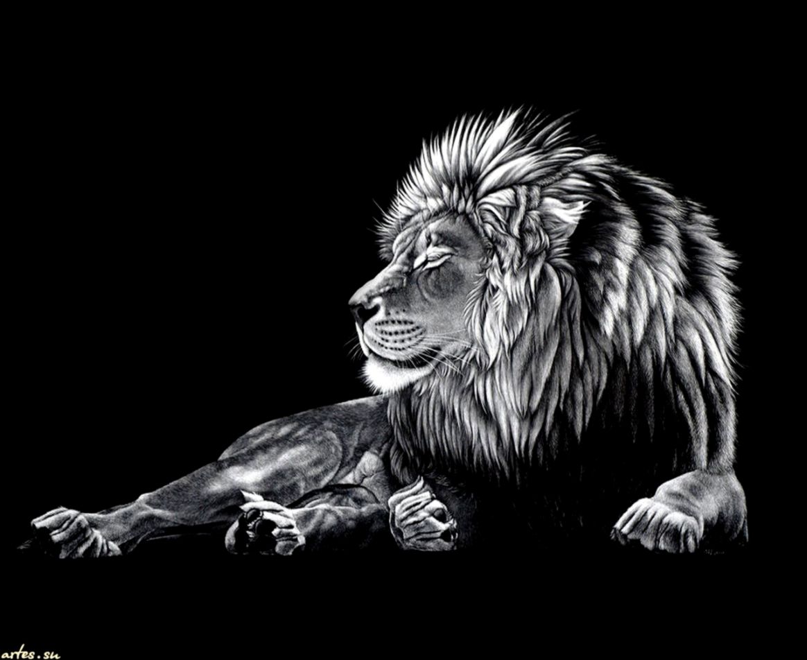 Lion Wallpaper Cool 486 HD  wallamz