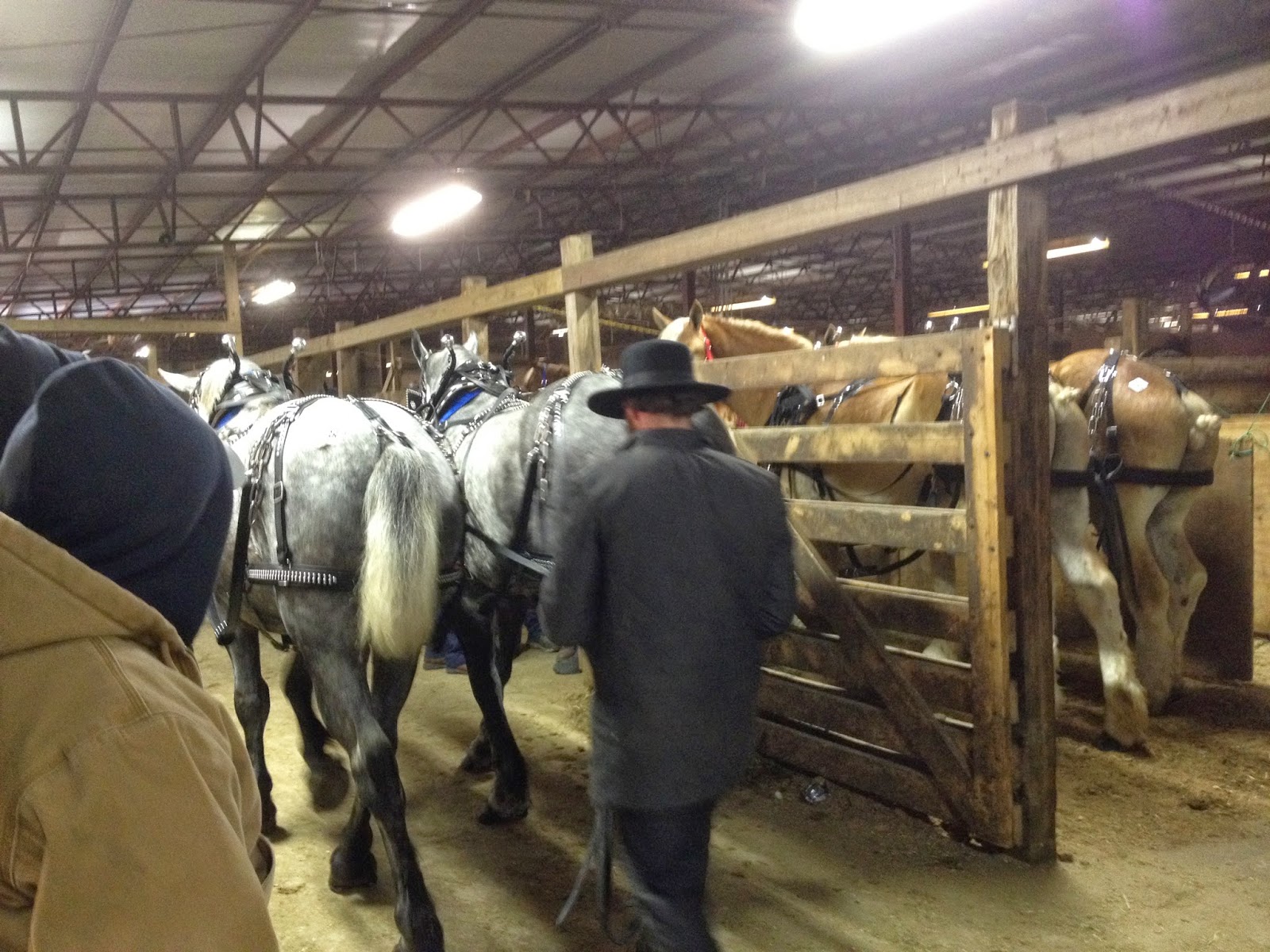 Amish Horses Amish Horses For Sale