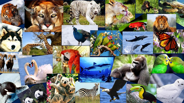 Manso Como Una Paloma Y Astuto Como Una Serpiente El arte de las palabras: Describe a tu animal preferido.