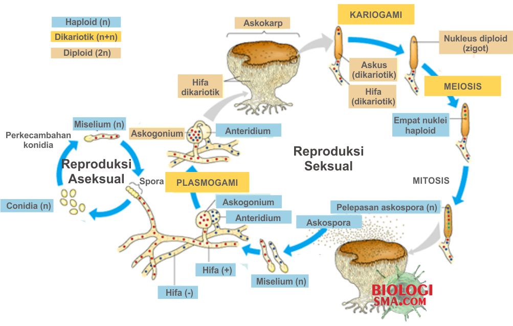  Jamur  Ascomycota Struktur Tubuh Reproduksi  dan Contohnya 