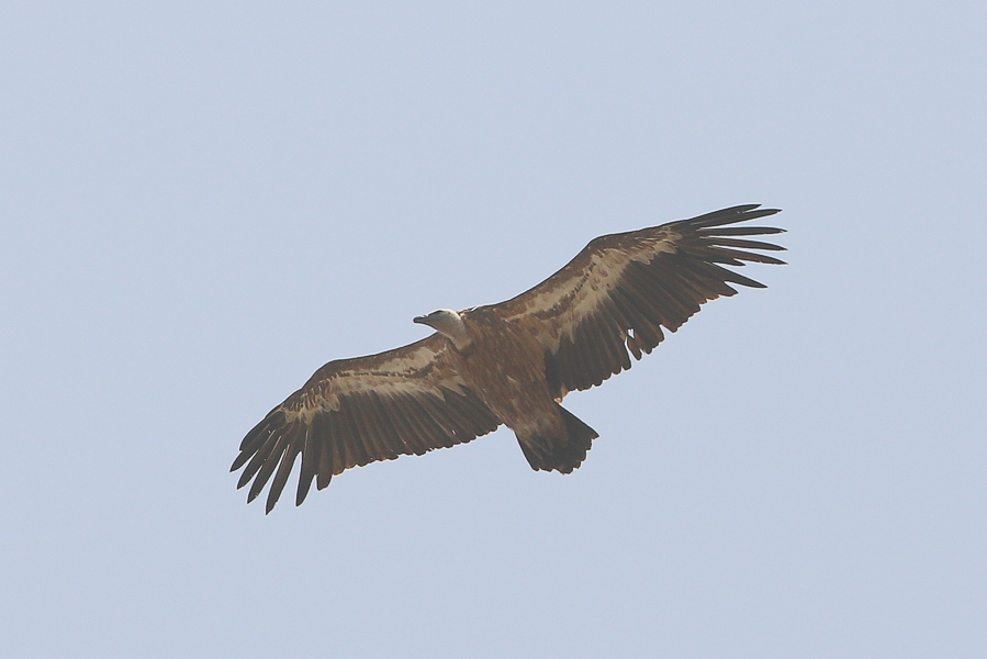 Eurasian Griffon Vulture