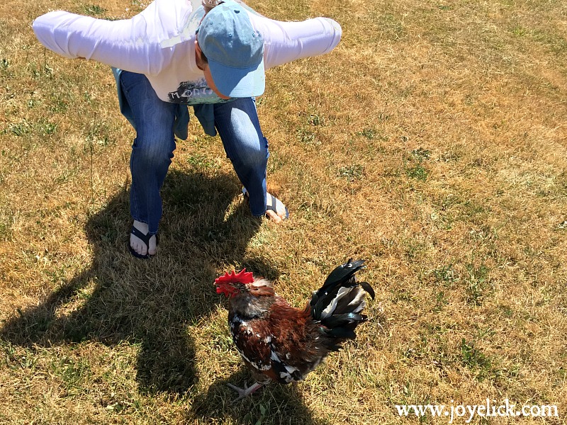 How to train a rooster to be nice (or at least to stop attacking you). Farm Girl Inspirations