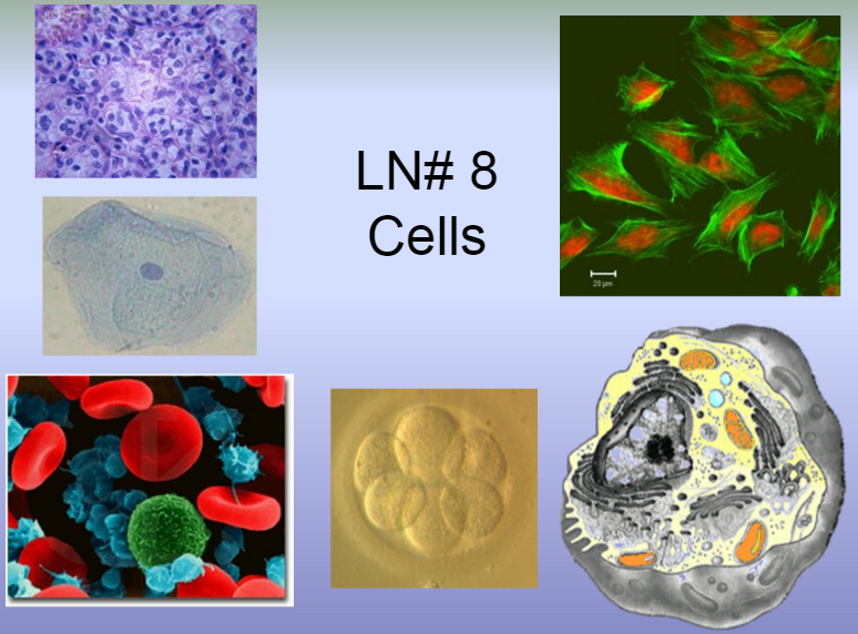 CELL THEORY24 LN 8 Cells. Cells Cells are the basic unit of living