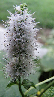 Mint+Flower+Macro