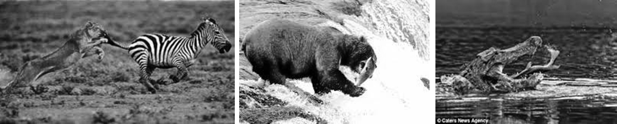 Pendidikan Dan Pembelajaran: Kamus Biologi : Pengertian Protista ...