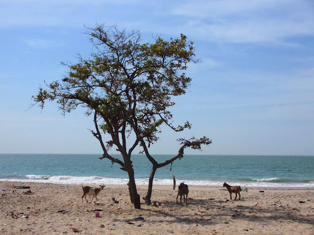De DJIFER a JOAL-FADIOUTH, uma área deslumbrante de beleza e autenticidade na costa atlântica | Senegal