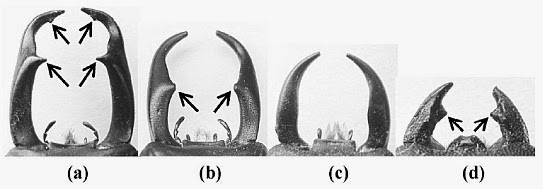 Mandible trimorphism in the stag beetle
