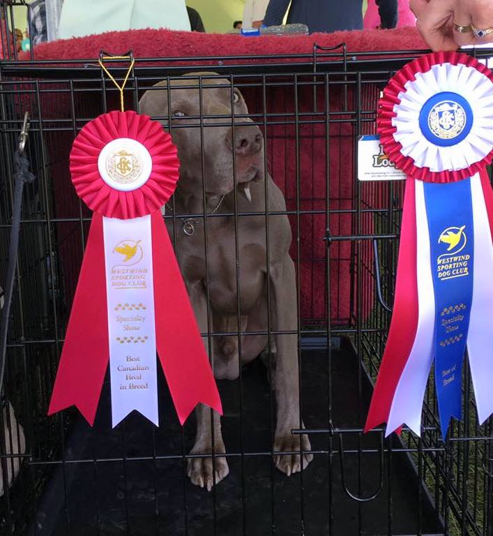 'CDog' BIS / MBISS CAN/AM INTERNATIONAL GRAND CH RoseWin Anson's Cervelo Cervelo son, Beau