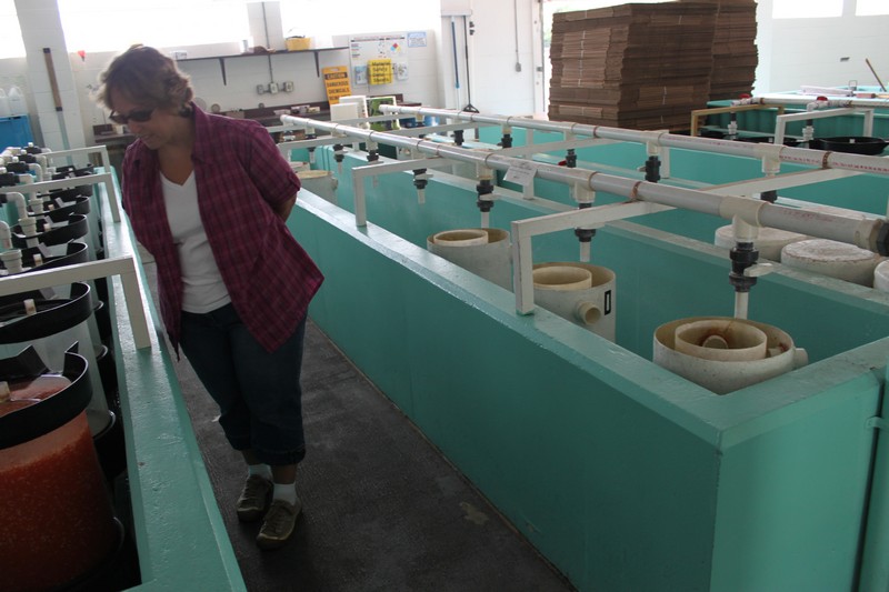 Til the Last Hemlock Dies The Erwin Fish Hatchery