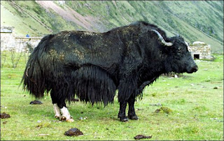 Yak | Animal Wildlife