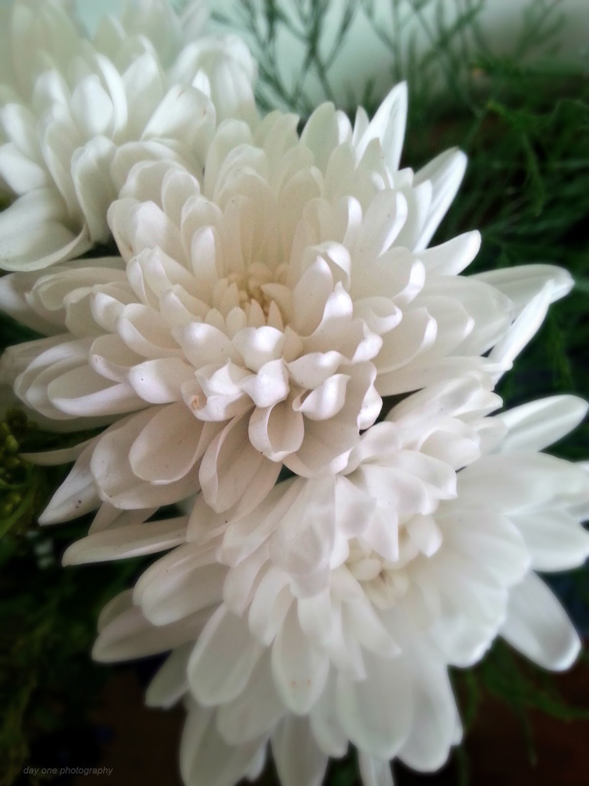 Day One Photography: Mums