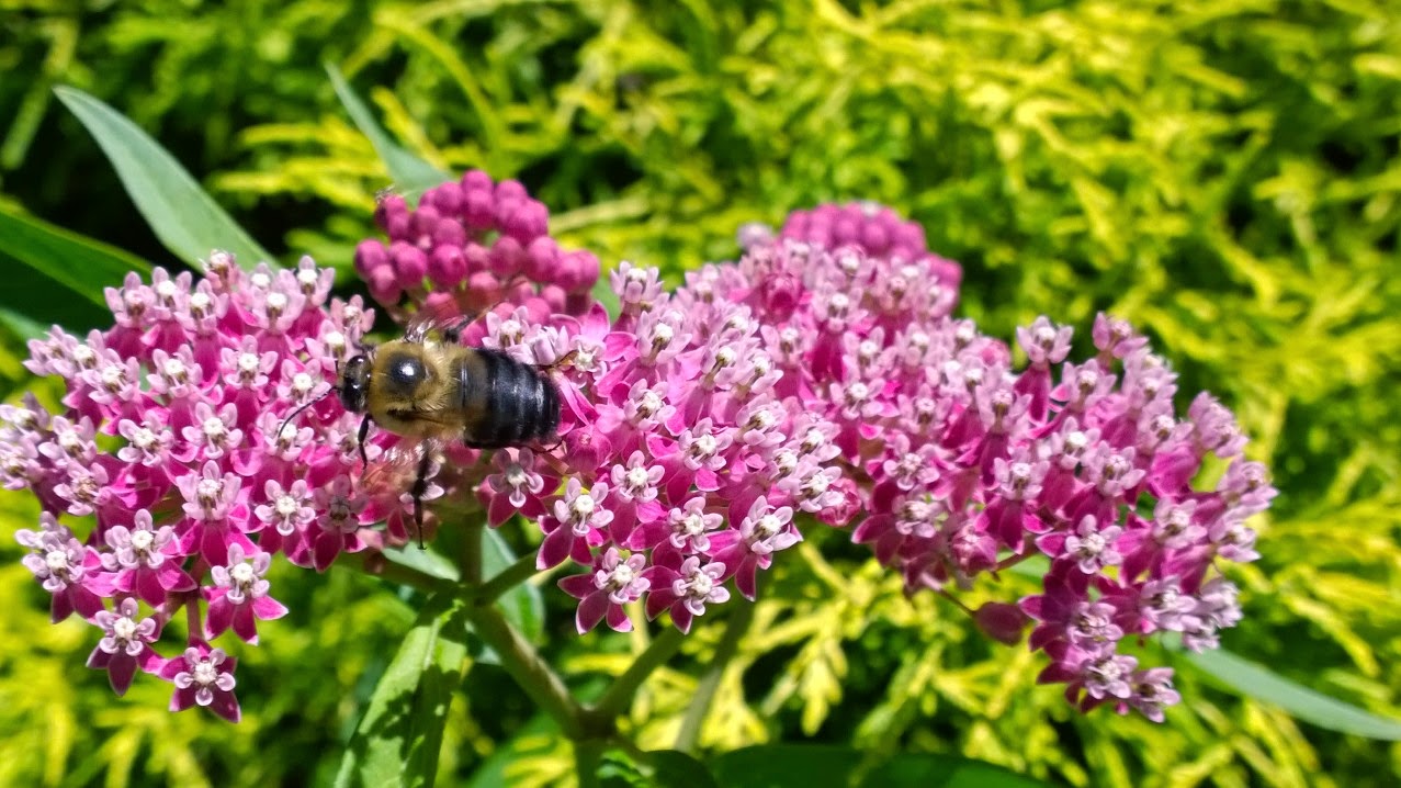 South Jersey Native Plants Two Day Native Plant Sale 4/2930, 2017