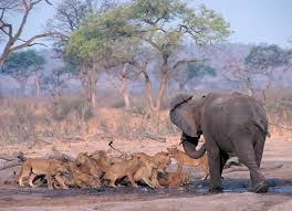 Lions fighting with the elephant - Kajakesari Yoga 
