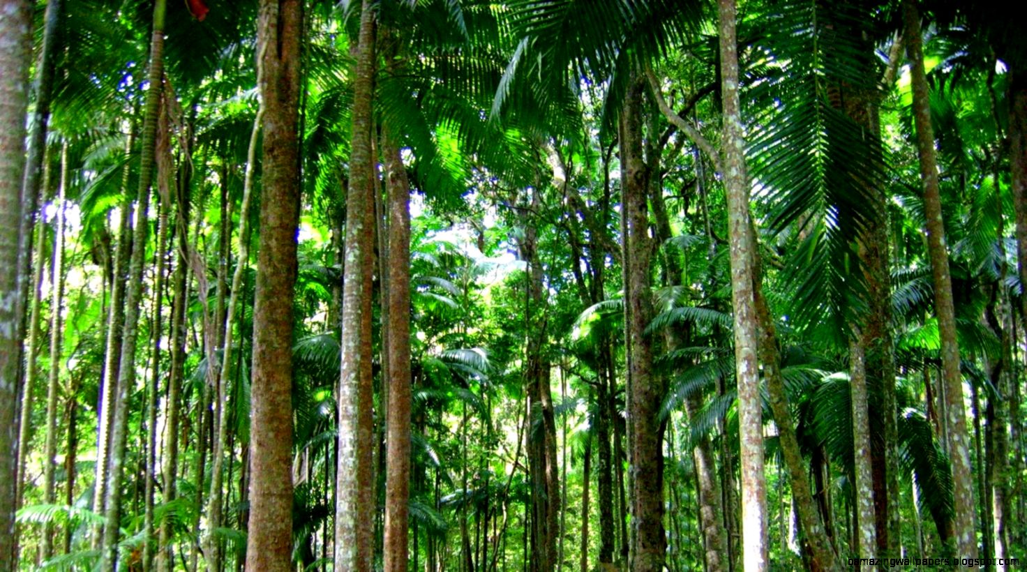 Tropical Rainforest Trees   wallpaper