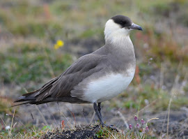 Págalo parásito