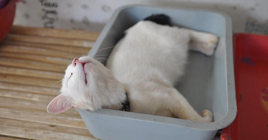 Reasons Why Your Cat Sleeping In Litter Box