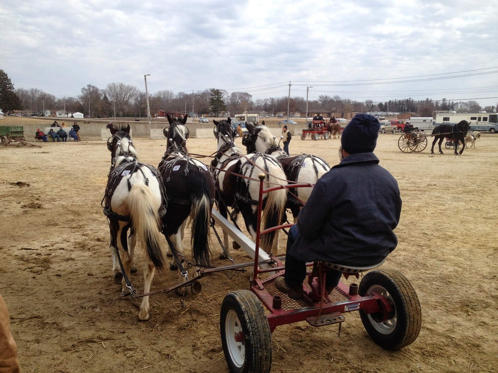 Amish Horses Amish Horses For Sale