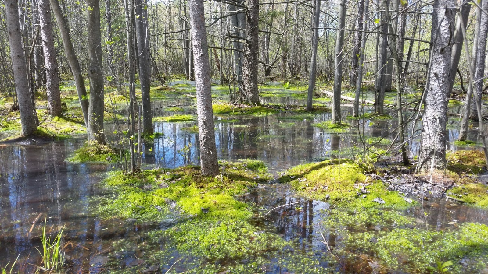 Adventure Series London Ontario Sifton Bog
