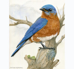 bluebird eastern watercolor paintings painting apple linda oil canvas wildlife nature copyright