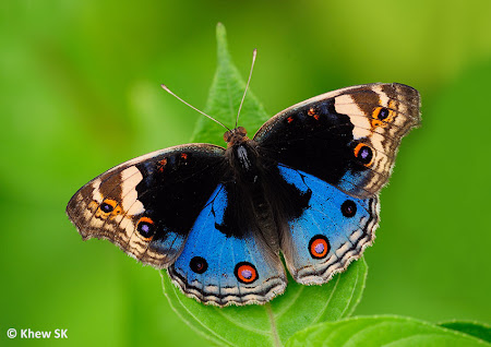 Butterflies of Singapore: Butterfly of the Month - October 2014