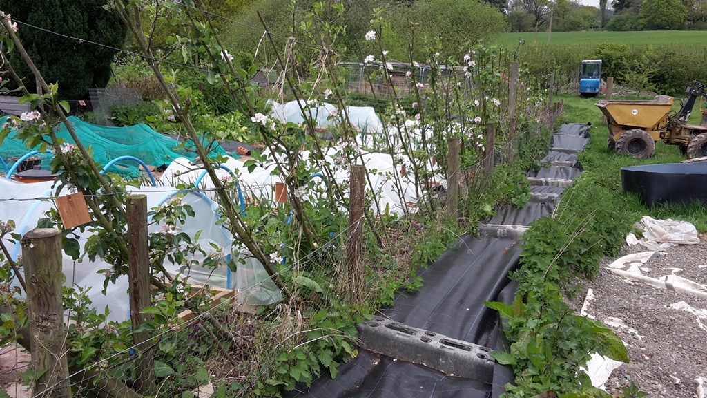 An English Homestead Comfrey As A Weed Barrier