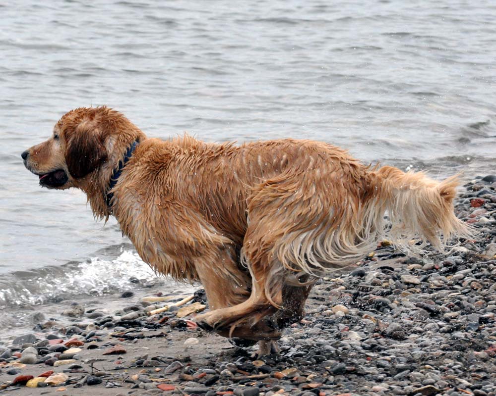 Toronto Grand Prix Tourist A Toronto Blog Dogs at Cherry Beach A