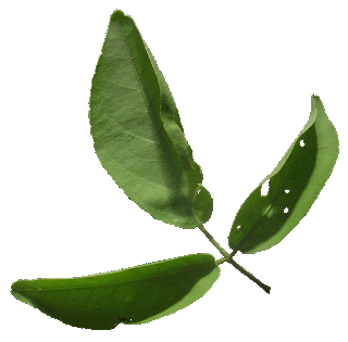   bilva leaves, 5 leaf bilva patra, bilva leaves for lord shiva, vilva leaf in tamil, bilva tree at home, bilva leaves in hindi, bilva leaves in telugu, bilva tree images, 4 leaf bilva patra