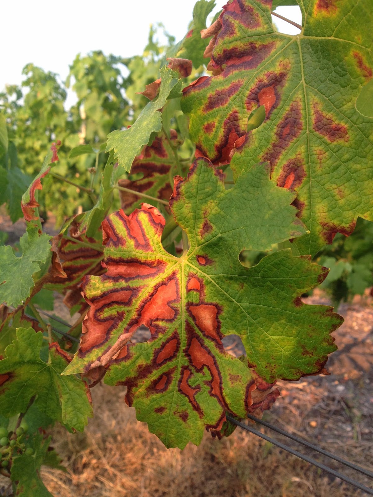 Trunk Disease Management for Eastern Grape Growning Regions