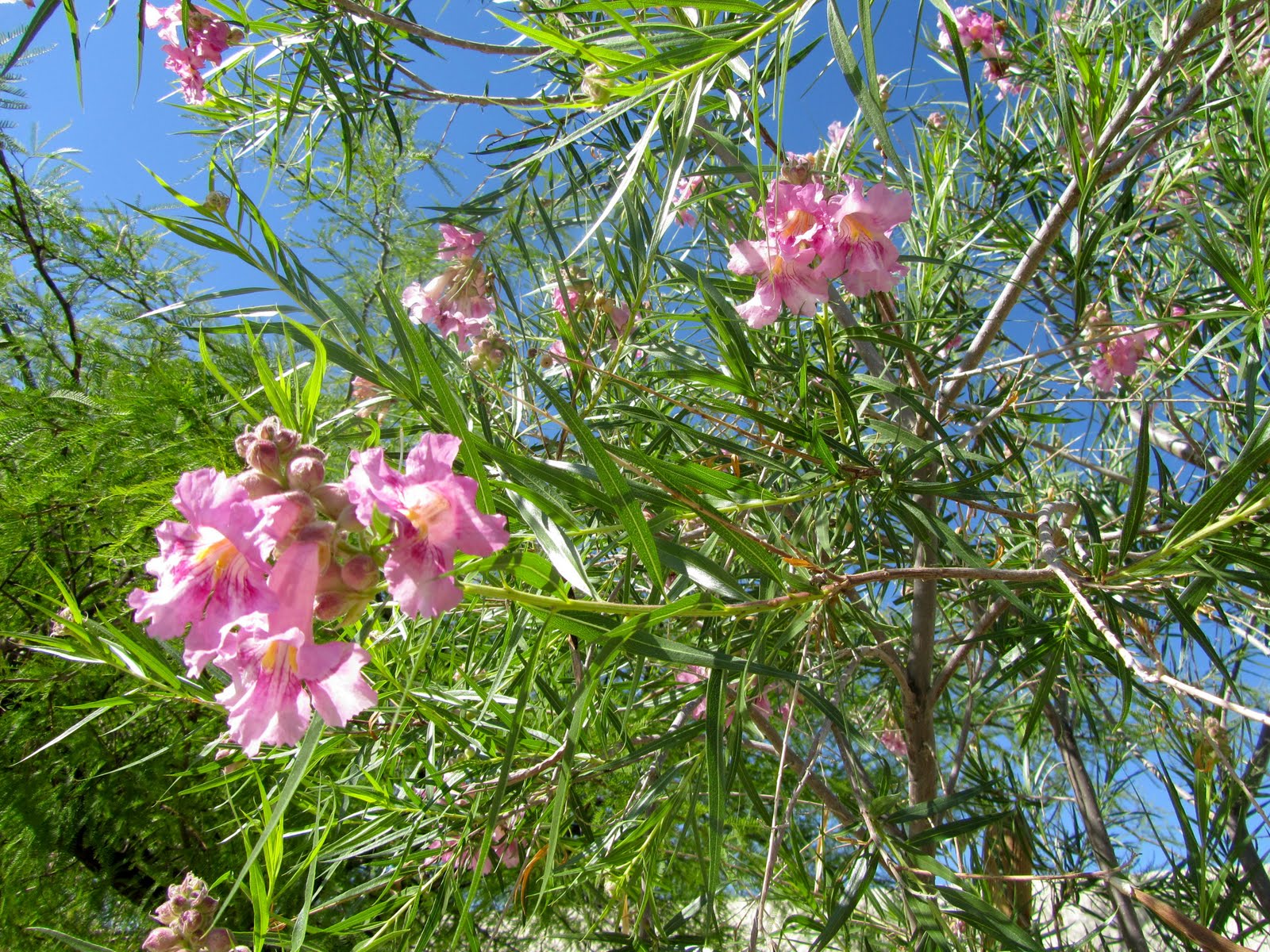 Az. Buddy Desert Willow