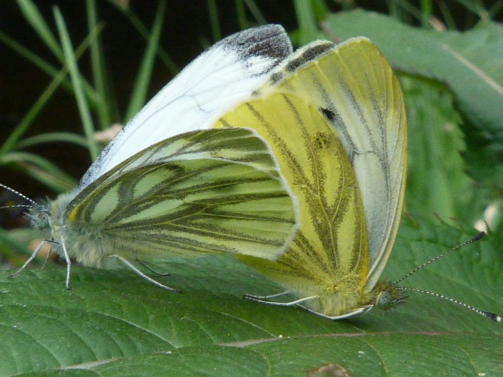 Light Colour Shade Butterflies Green Veined White Butterfly