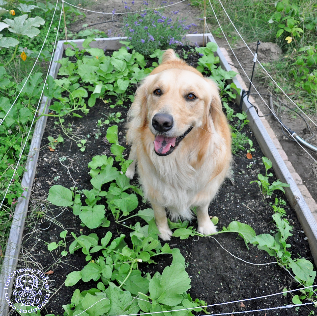 It's Chewy Time! Growing Veggies for Your Dog, Part 2 Intermediate