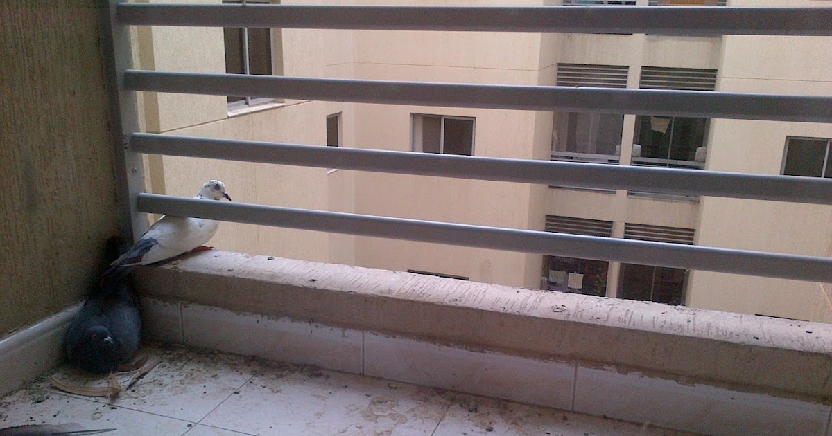 vandram Balcony Birds