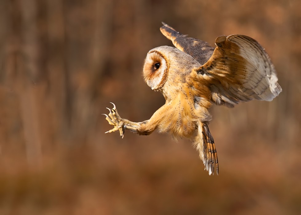 Třída 4. A: Sovy - poznávačka