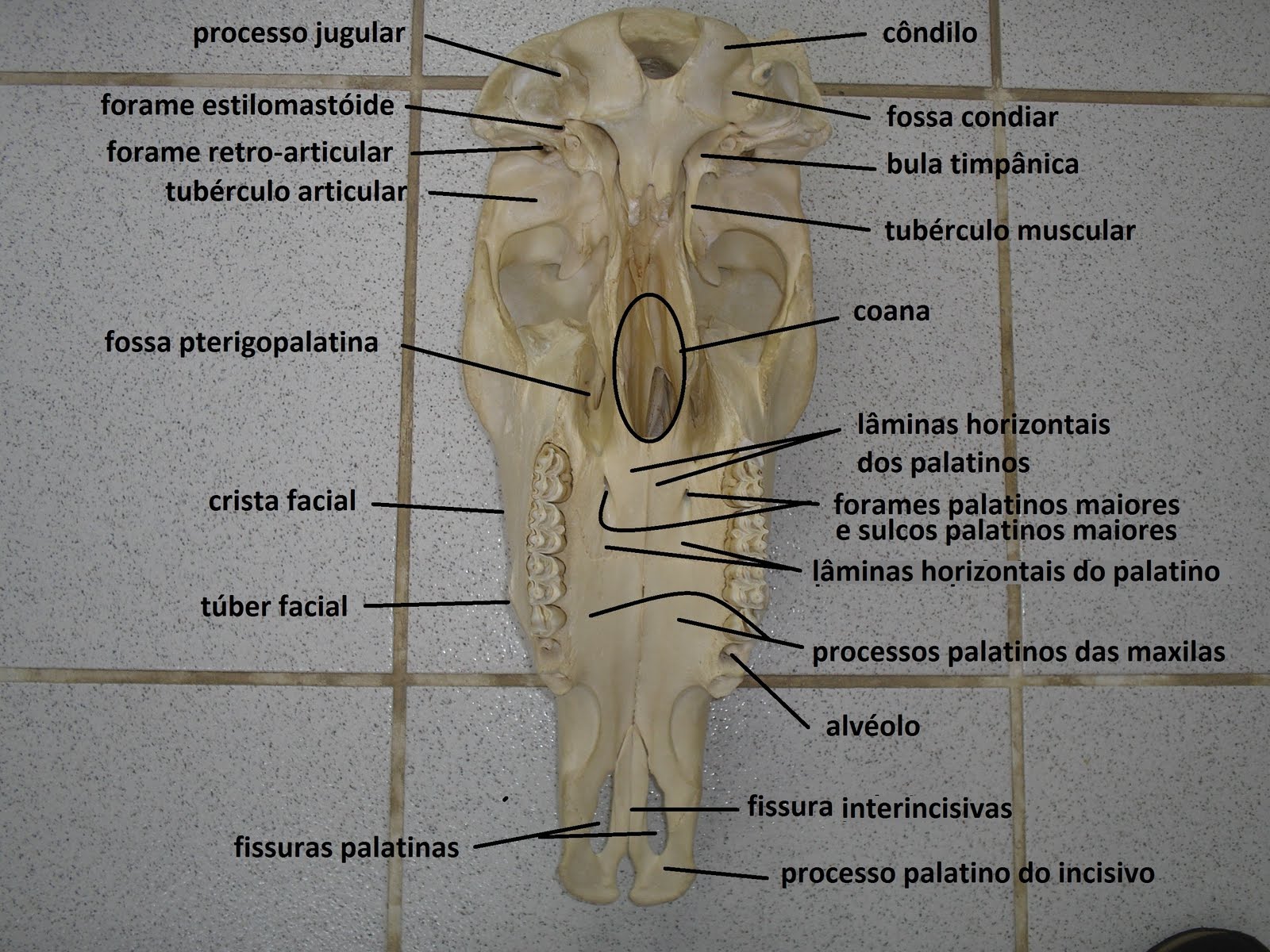 SOS Medicina Veterinária: Anatomia II - Cranio - Ruminante, suino ...