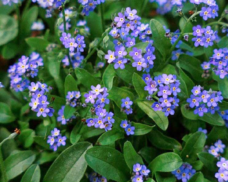 forget me not victoria blue