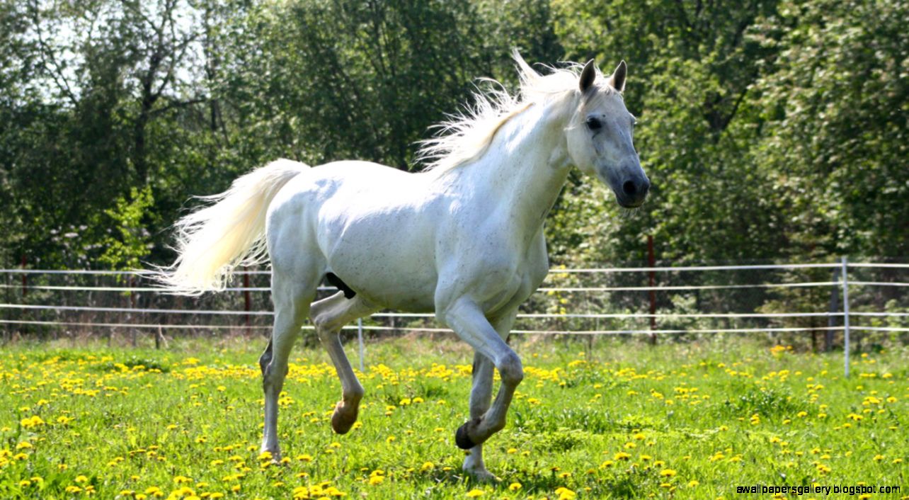 Pretty White Horse Wallpaper  Amazing Wallpapers