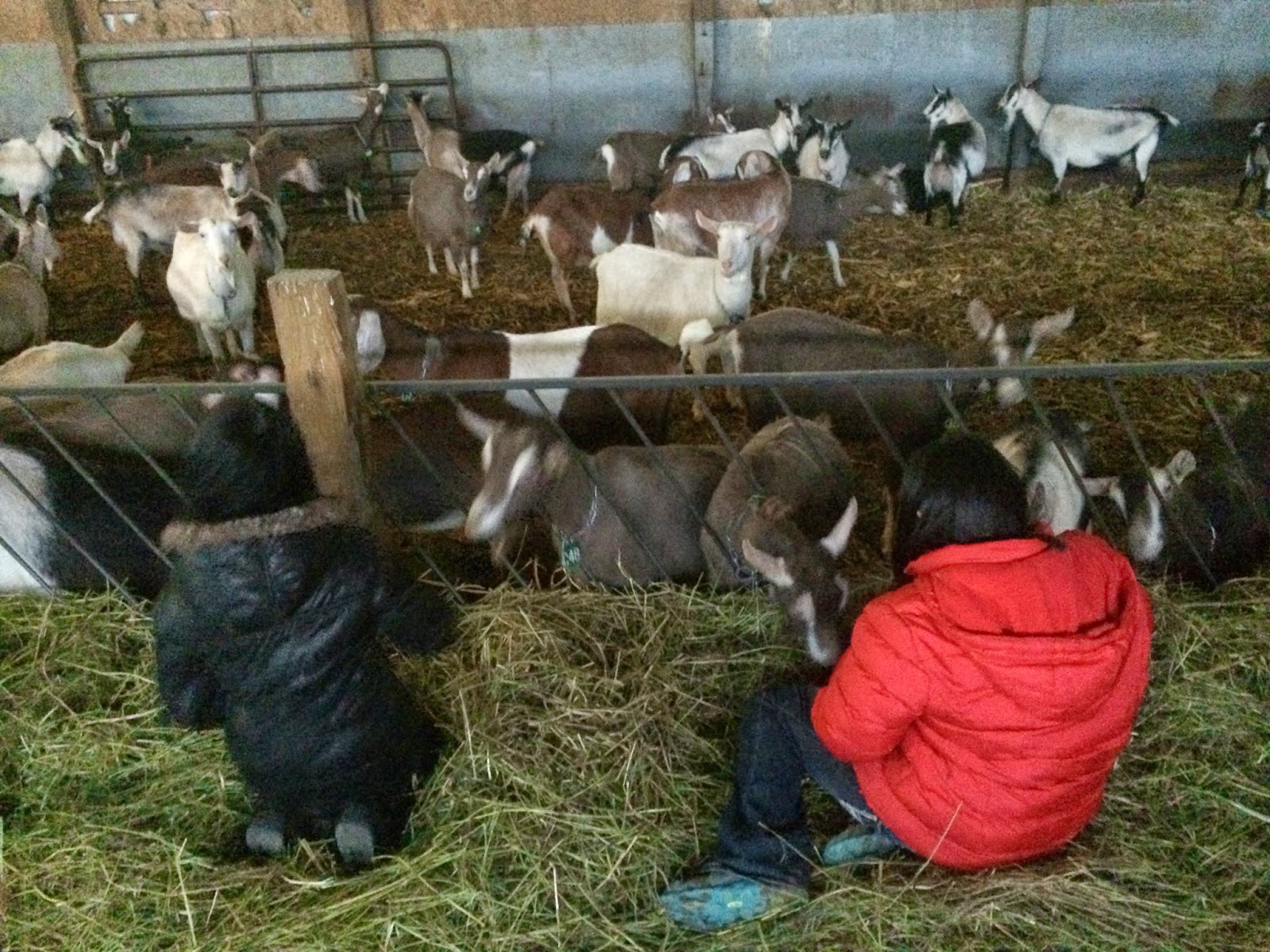 Harvest Moon by Hand Tutorial Making Homemade Goat Cheese