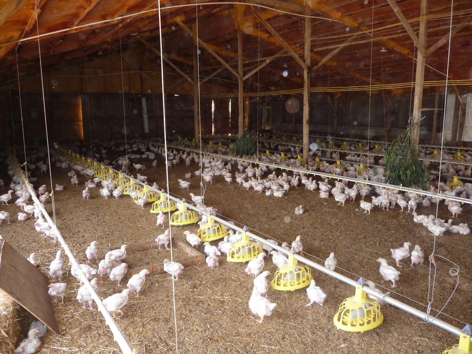 Mikey Likes Food! Pitman Farms Visit Mary's AirChilled Chickens