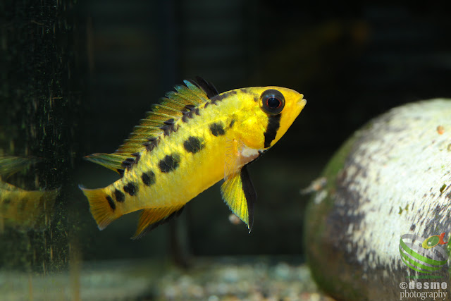 Apistogramma sp. D28