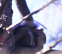 Squirrels - Royal Botanical Gardens